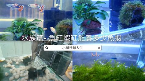 小魚缸可以養幾隻魚